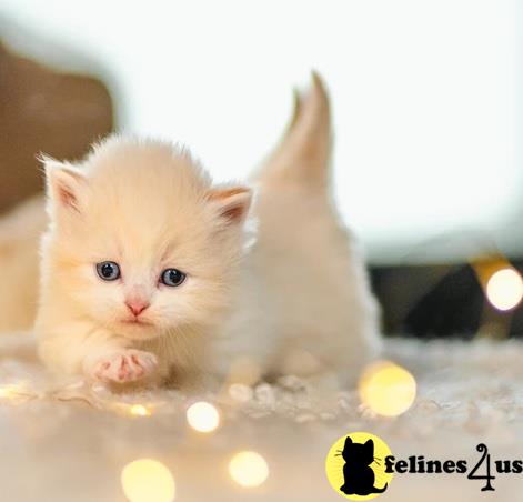 a munchkin kitten on a carpet