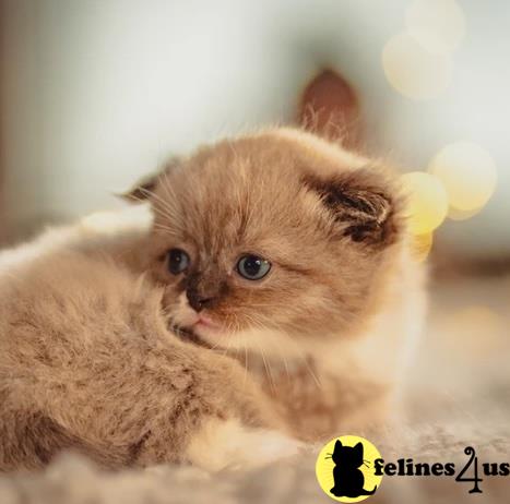 a munchkin kitten lying on its back