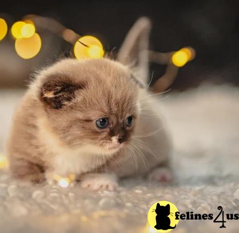 a small munchkin kitten with blue eyes