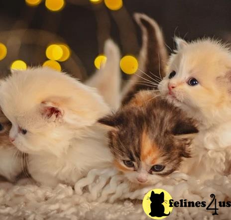 a group of munchkin munchkin kittens