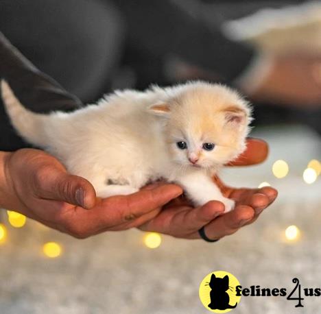 a person holding a small white animal