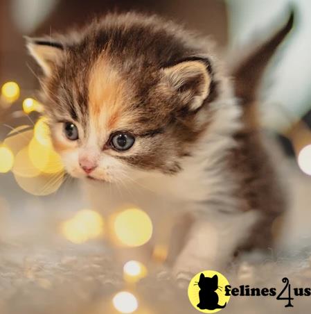 a munchkin kitten with a note