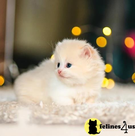 Fully vaccinated and vet checked twice Munchkins kittens.