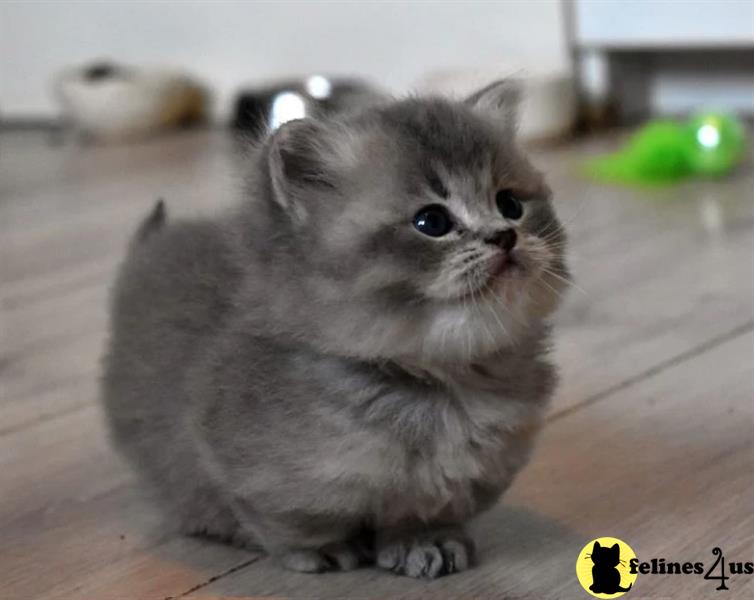 Lovely Munchkins kittens