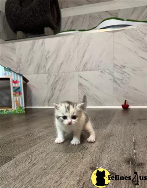 -Dewormed Munchkins kittens