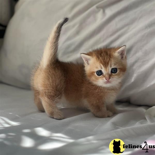 a small munchkin kitten with blue eyes