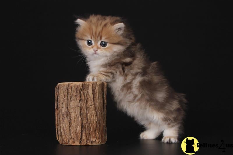 a white munchkin kitten on a wooden surface