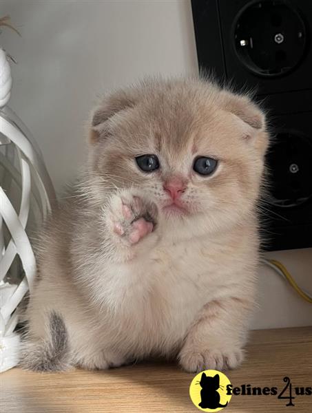 a munchkin kitten with a string of lights