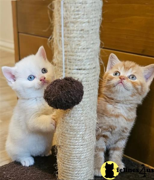 - flea-treated Munchkins