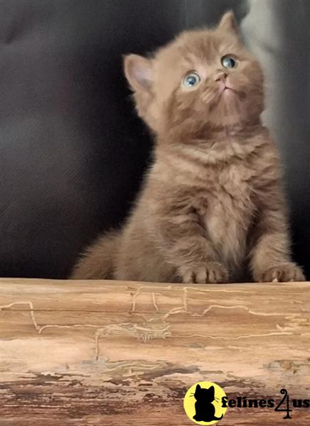 a british shorthair kitten with blue eyes