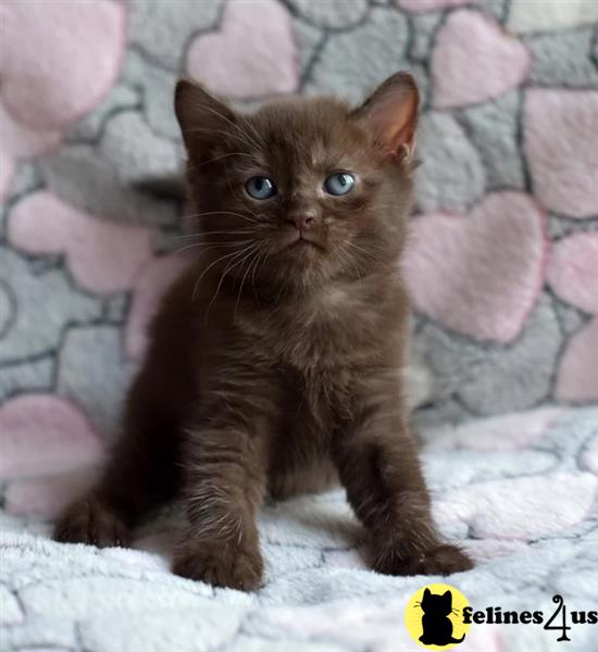 a british shorthair kitten on a blanket