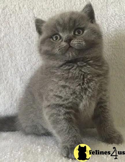 a british shorthair cat sitting on a carpet