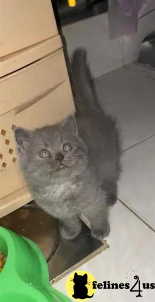 a british shorthair cat standing on a tile floor