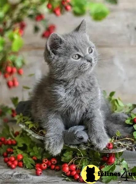 a british shorthair cat sitting in a basket of berries