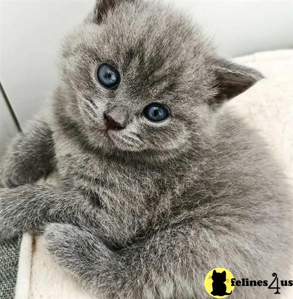 a british shorthair cat with blue eyes