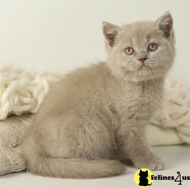 a british shorthair cat lying on its back