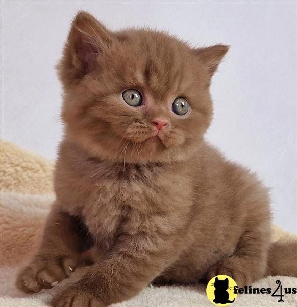 a british shorthair cat lying on a blanket