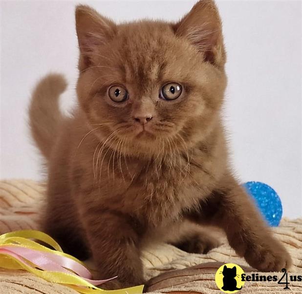 a british shorthair cat sitting on a blanket