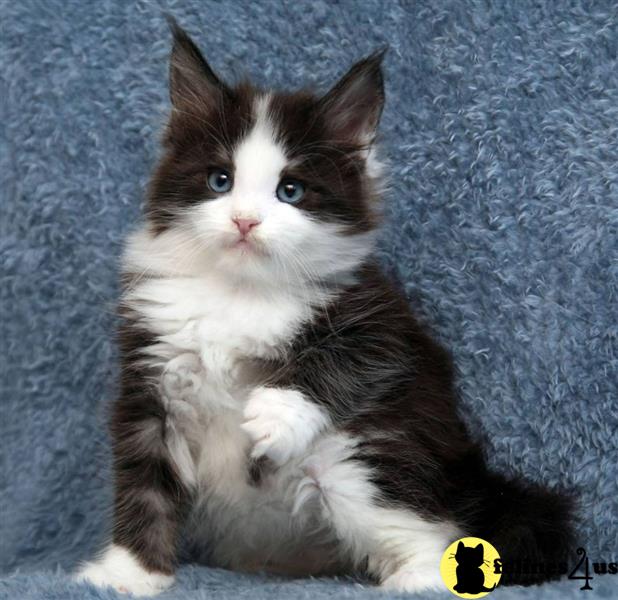 a maine coon cat sitting on a blanket