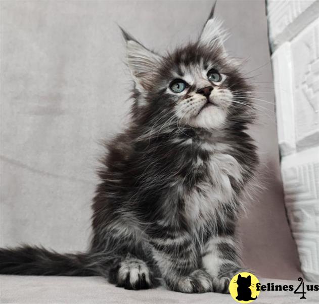 a maine coon cat sitting looking at the camera