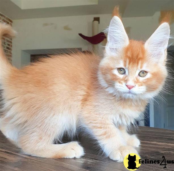 a maine coon cat with a red bow