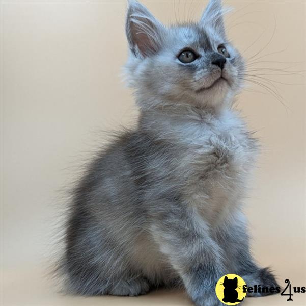 a maine coon cat with a sad expression