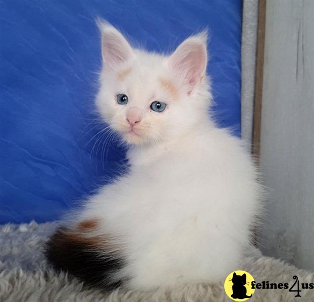 a maine coon cat sitting on a blanket