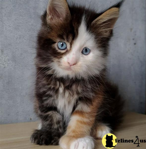 a maine coon kitten with blue eyes