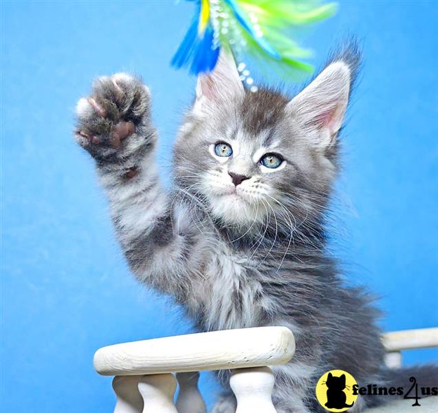 a maine coon cat with a green bow