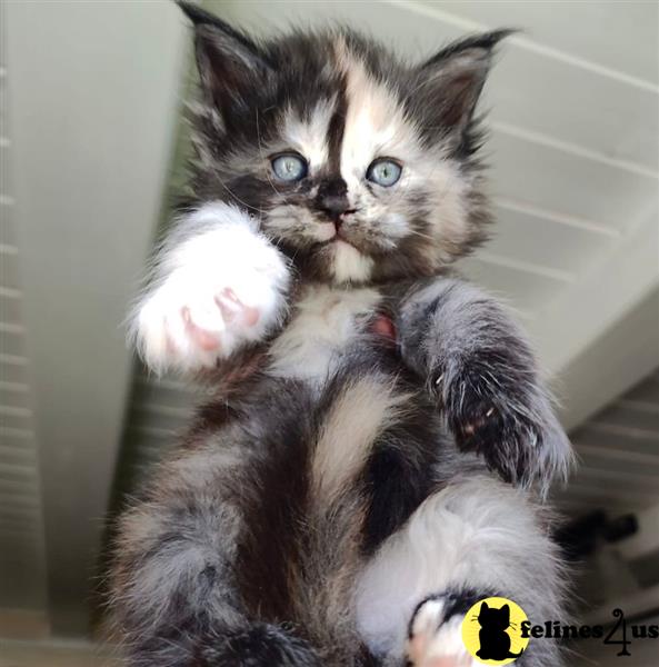 a maine coon kitten with its paws up