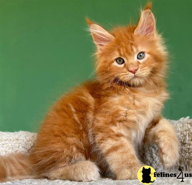 a maine coon cat lying on a blanket