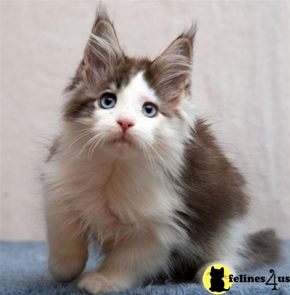 a maine coon cat sitting looking at the camera