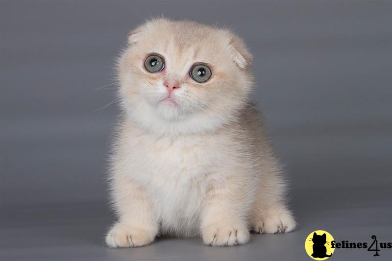 a munchkin cat with blue eyes