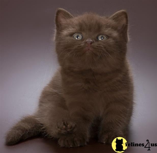 a british shorthair cat sitting looking at the camera