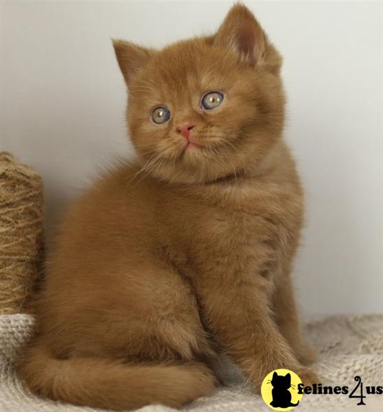 a british shorthair cat sitting on a blanket