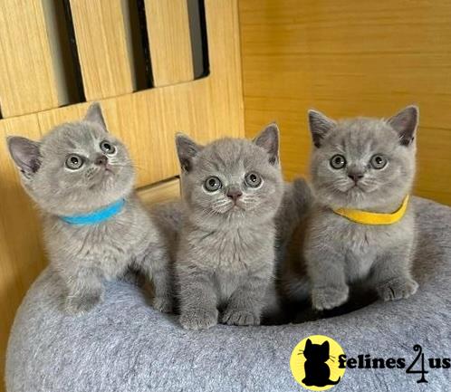 a group of british shorthair british shorthair kittens sitting on a carpet