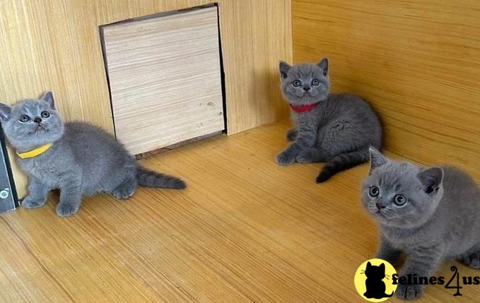 a group of british shorthair cats