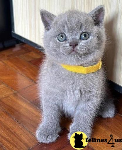 a british shorthair cat wearing a bow tie