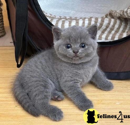 a grey british shorthair cat lying on a wood floor