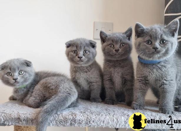 a group of british shorthair british shorthair kittens sitting on a british shorthair cat tree