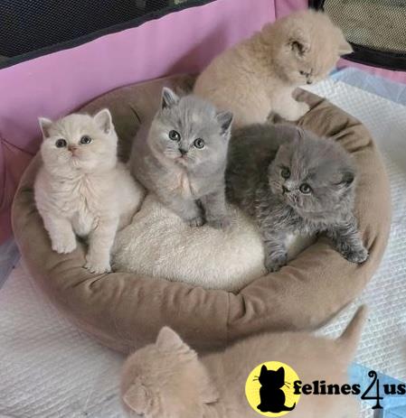 a group of british shorthair british shorthair kittens on a blanket