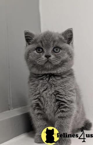 a british shorthair cat with a bow tie