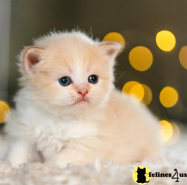 a munchkin kitten sitting in a pile of snow