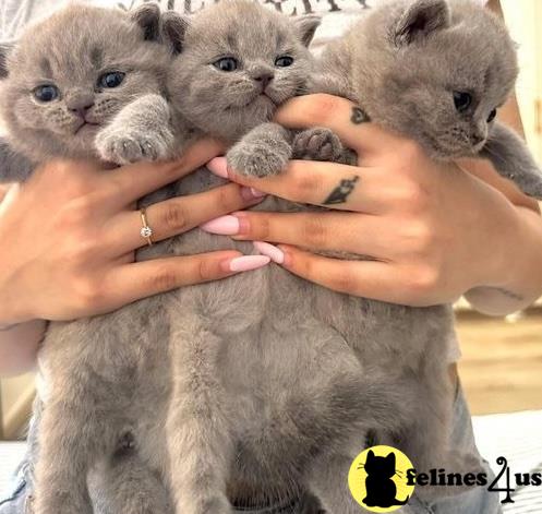 a person holding a group of animals