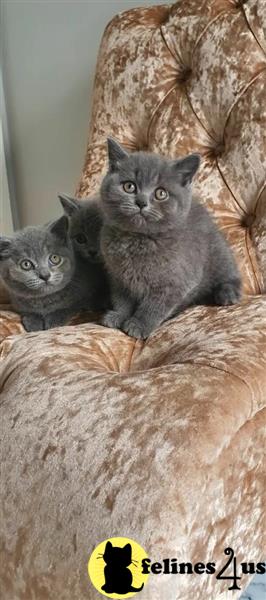 a group of british shorthair cats sitting on a british shorthair cat tree