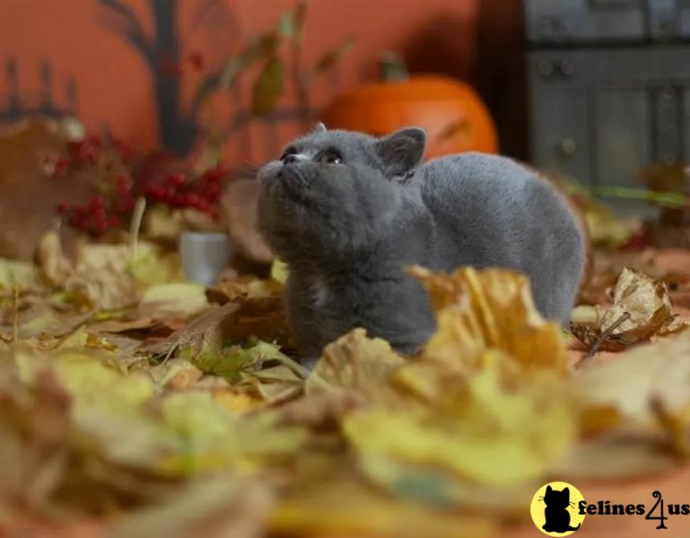 a small animal in a pile of leaves