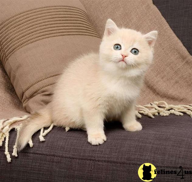 a british shorthair cat sitting on a couch