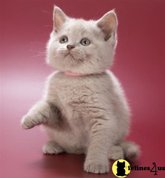 a british shorthair cat with a pink background