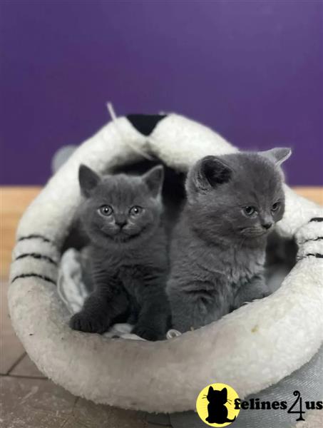 two british shorthair british shorthair kittens in a british shorthair cat bed