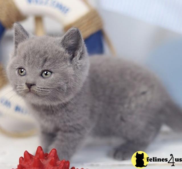 a british shorthair cat with a hat